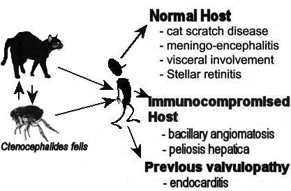 treatment for bartonella in cats