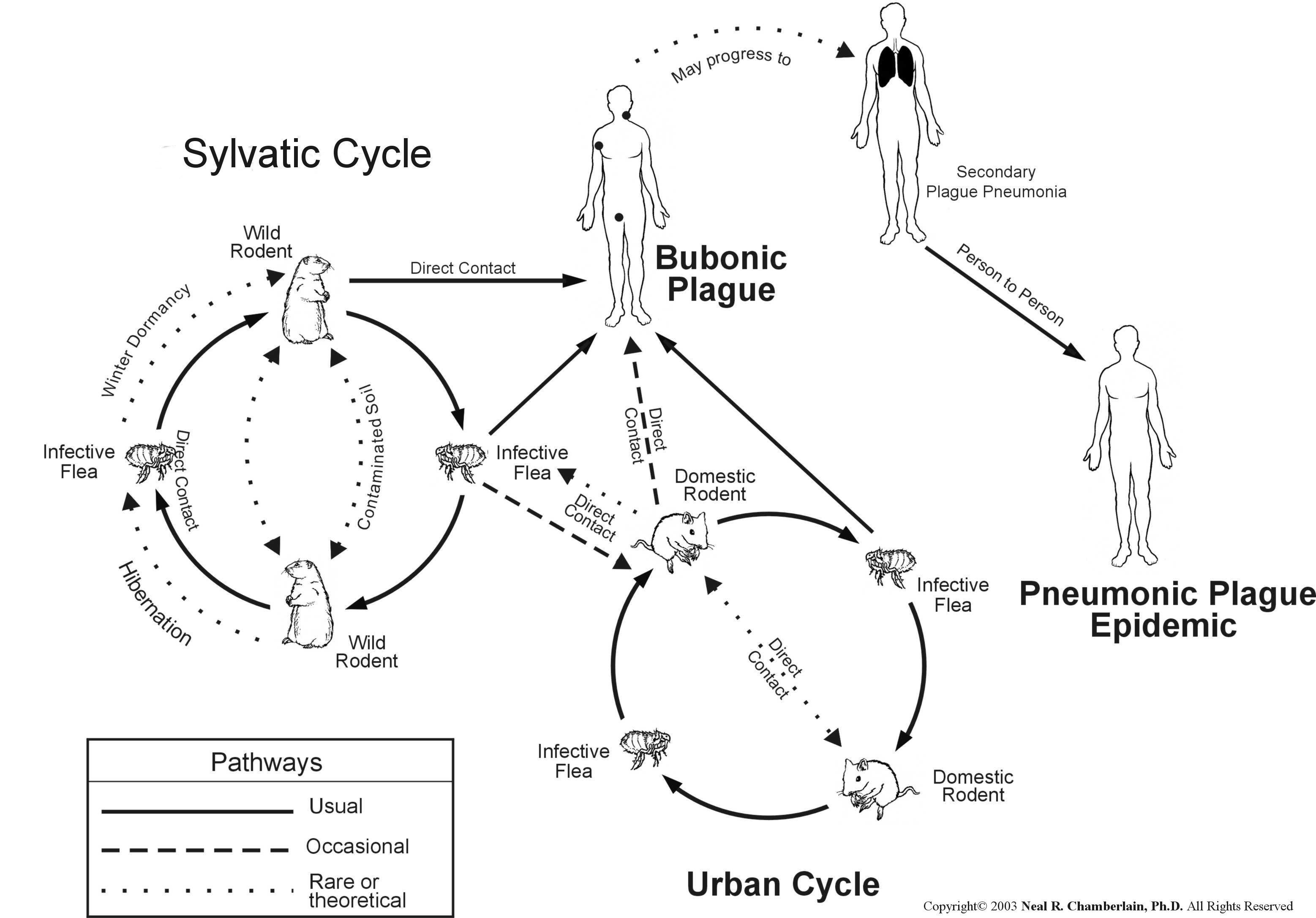 Plague Yersinia Pestis Plague Yersinia Pestis
