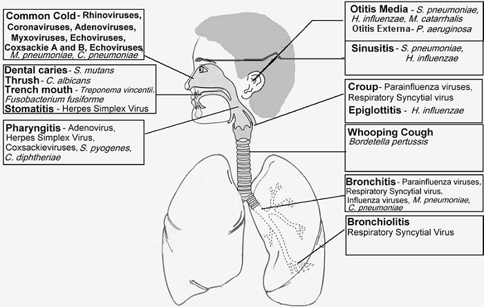 Introduction To Upper Respiratory Tract Infections