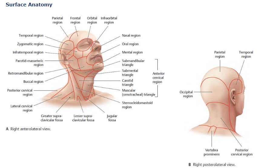 Image example of a head scan from the Atlas of Anatomy