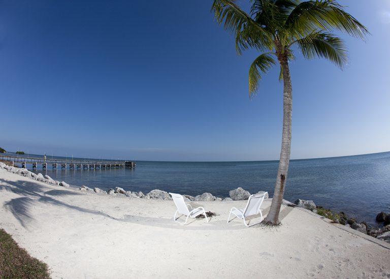 chairs under palm tree