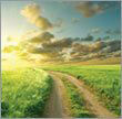 Pathway through green grass leading into a golden sunset.
